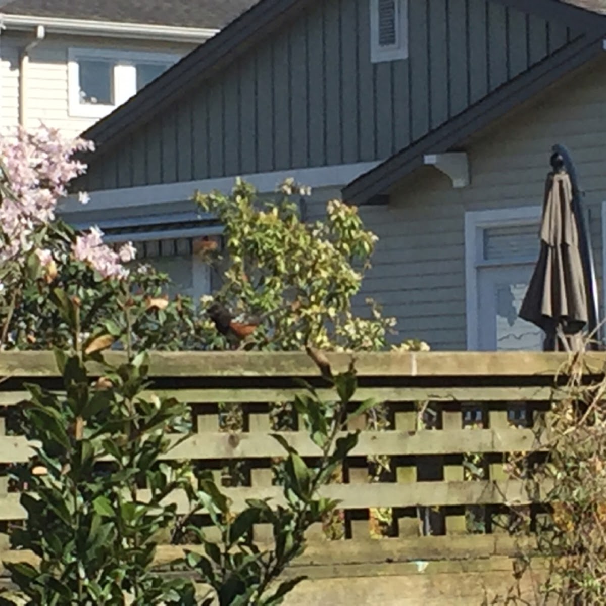 Spotted towhee