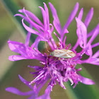 Alfalfa Plant Bug