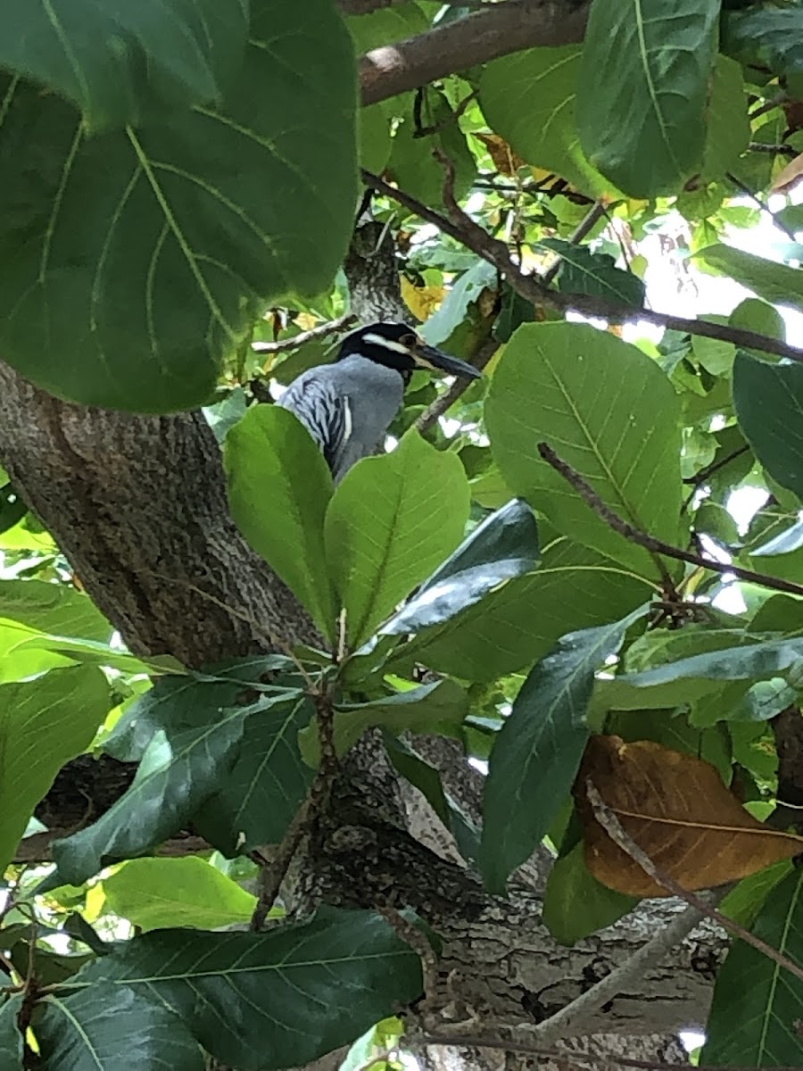 Yellow Crowned Night Herron