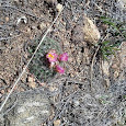 Flora de Rocky Mountain National Park