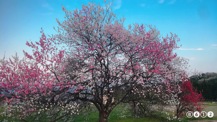 ワゴンRの桜コラボ・八重桜に関するカスタム事例の投稿画像2枚目