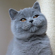Download Imagenes de gatos For PC Windows and Mac