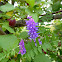 Tufted Vetch