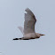 Cattle Egret