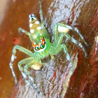 Jumping spider