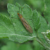 Crane Fly