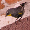 Yellow-rumped Warbler