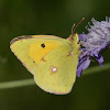 Clouded Yellow