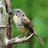 Carolina wren