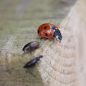 Seven-Spot Ladybird