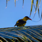 Black-naped Oriole