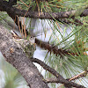 broad tailed hummingbird