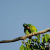 Olive-throated Conure