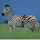 Zebra New Tab Page Top Wallpapers Themes