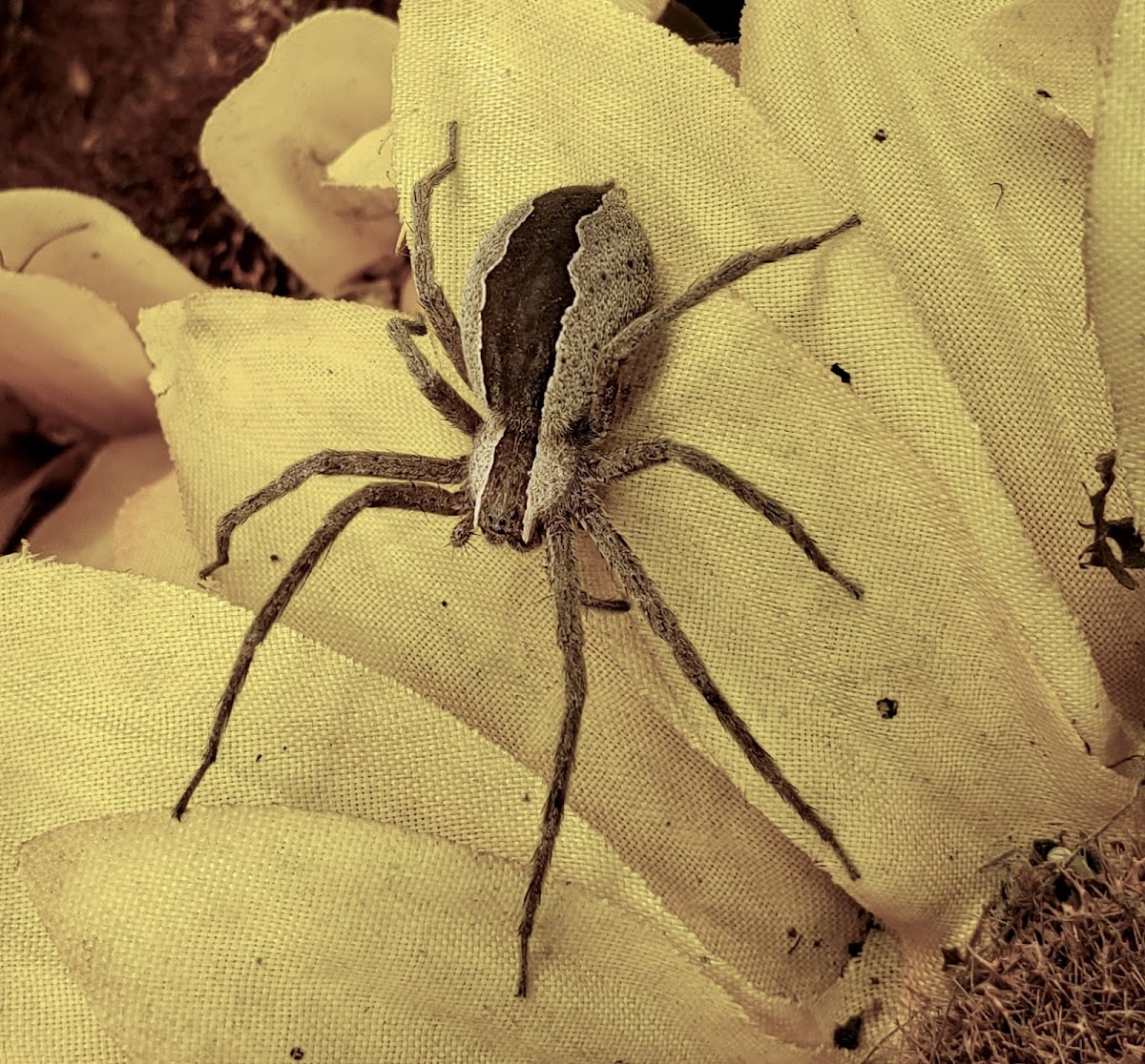 Nursery Web Spider