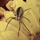 Nursery Web Spider