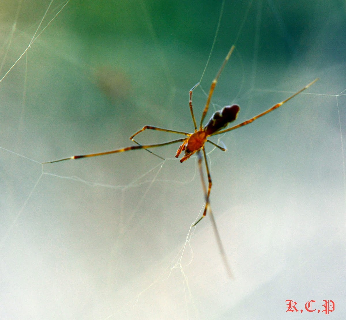 Comb Footed Spider