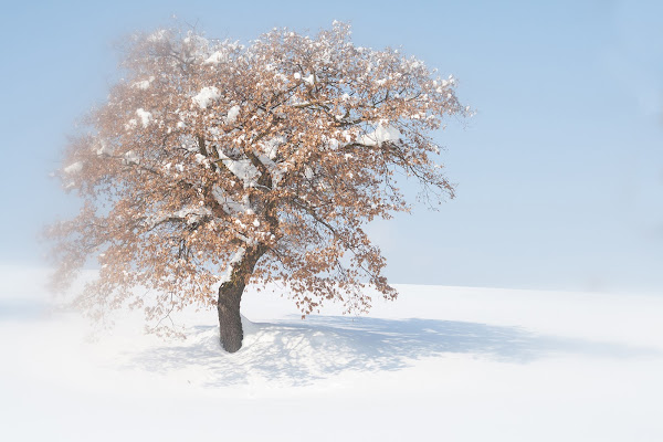 i colori dell'inverno di rino_savastano