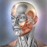 Muscle and Bone Anatomy 3D1.2.1 (Paid)