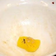 矮仔成蝦仁飯