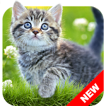 Cover Image of Unduh Cat Wallpapers & Kitten Backgrounds 1.21 APK