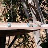 Blue Waxbill