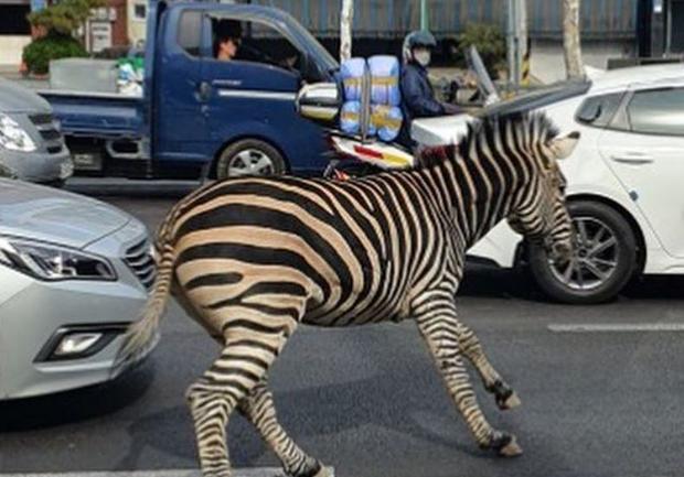 seoul-zebra