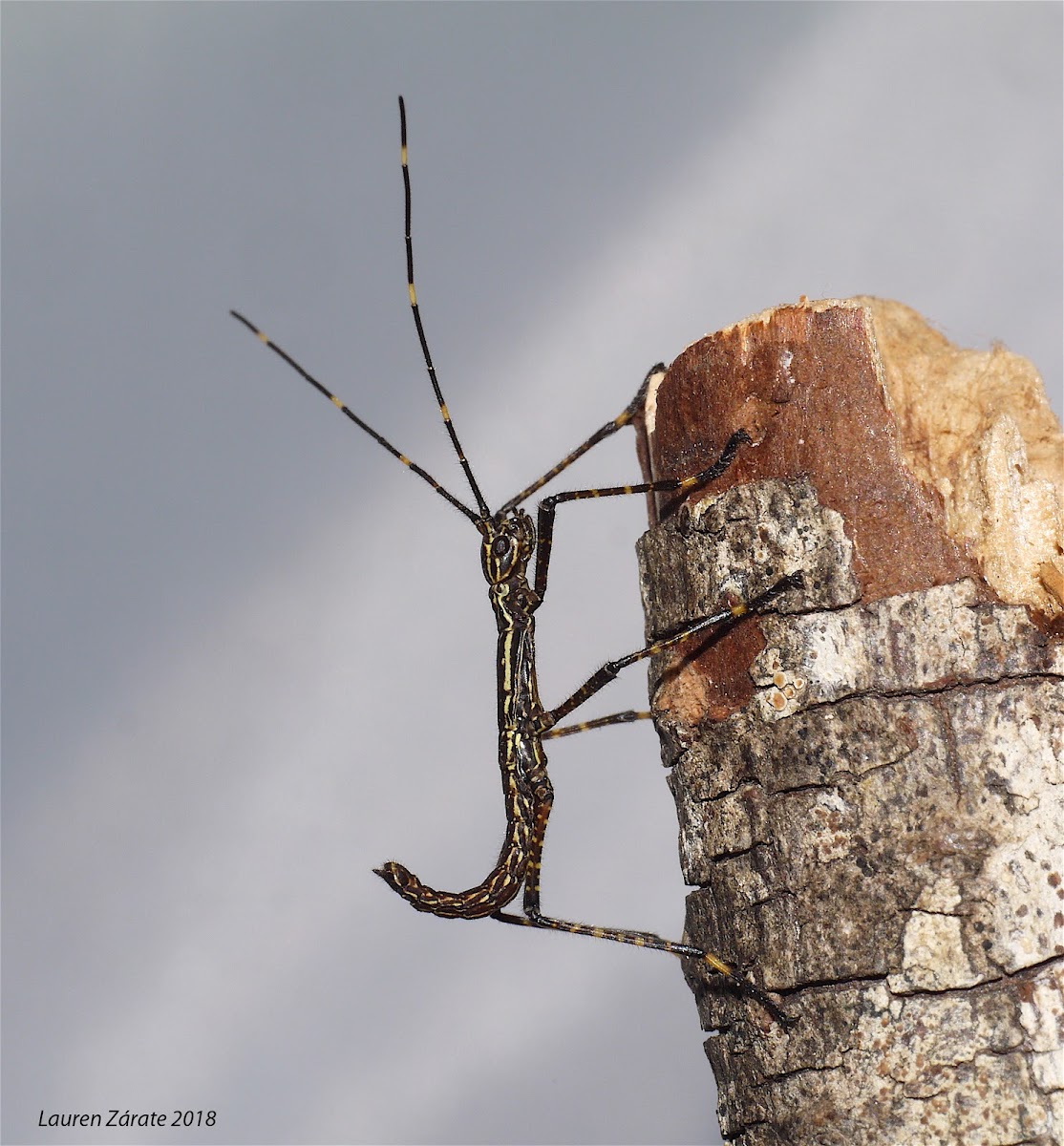 Walking Stick Nymph