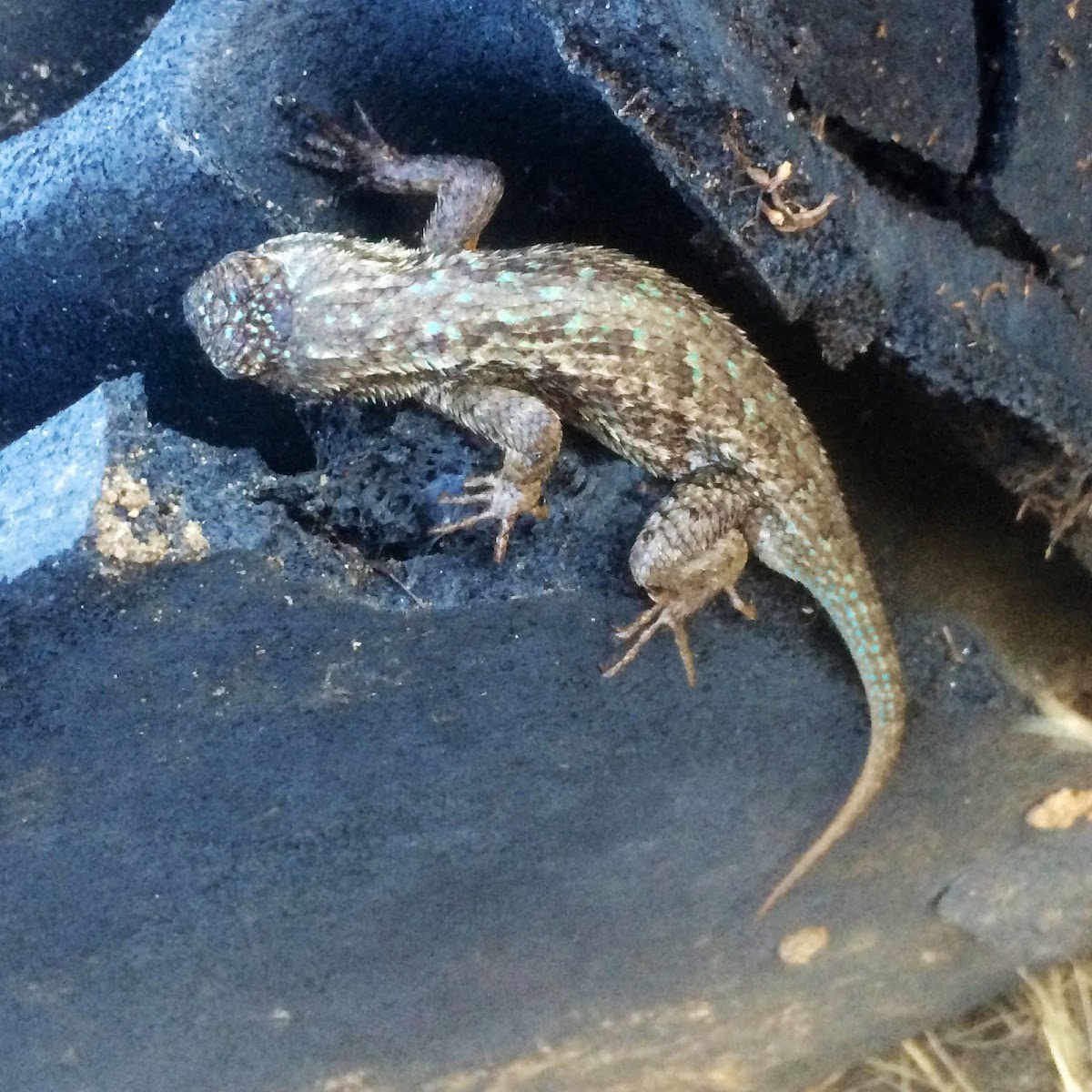 Coastal Range Fence Lizard