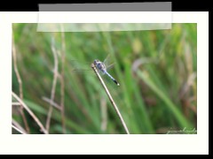 a dragonfly in Oslob