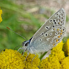 Common Blue