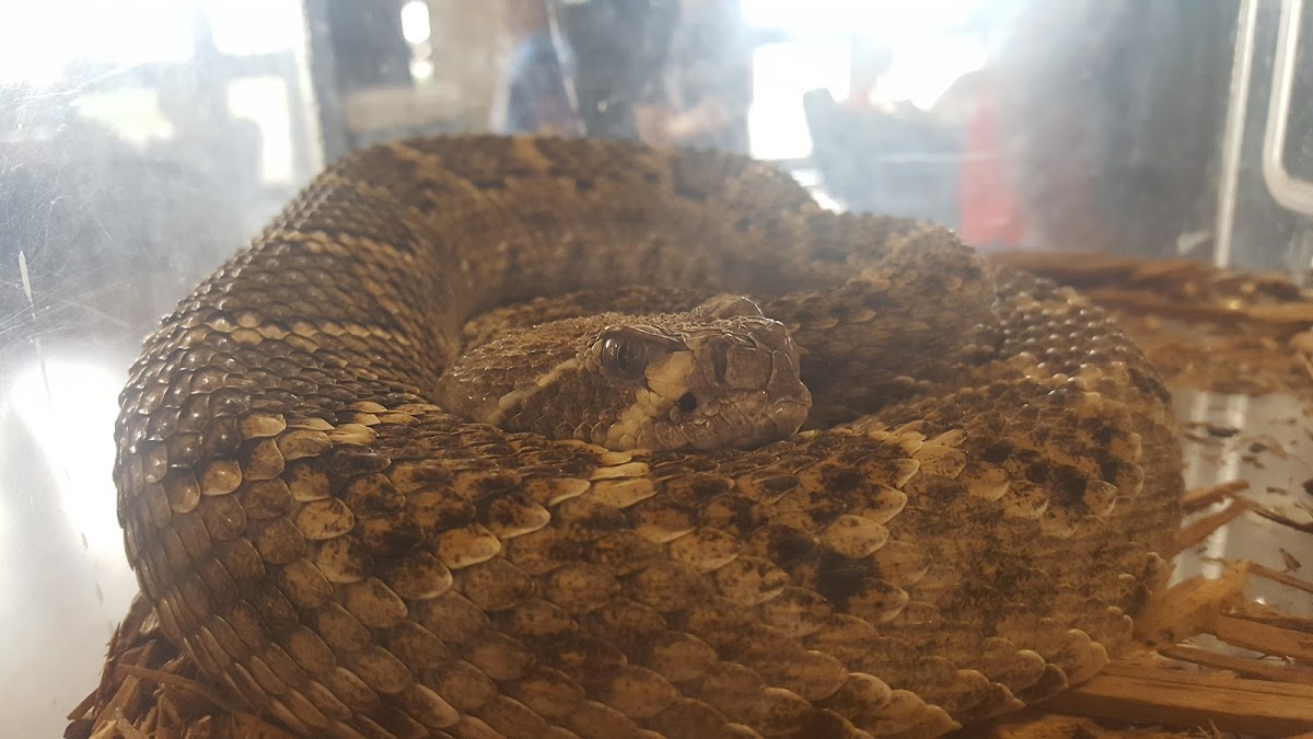 Eastern Diamondback Rattlesnake