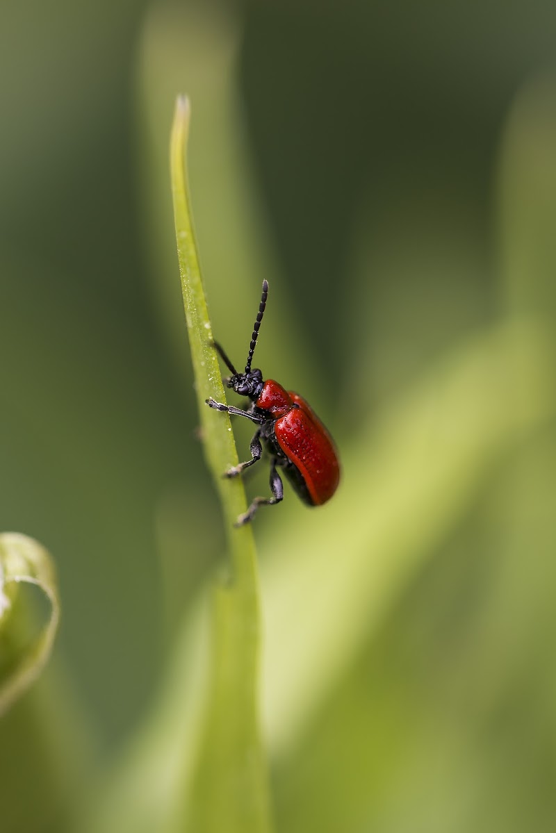 Red in the green di Doriana Frau