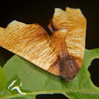 Geometer moth