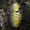 Pale tussock caterpillar