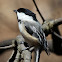 Black-capped Chickadee