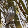 Black-tailed Gnatcatcher