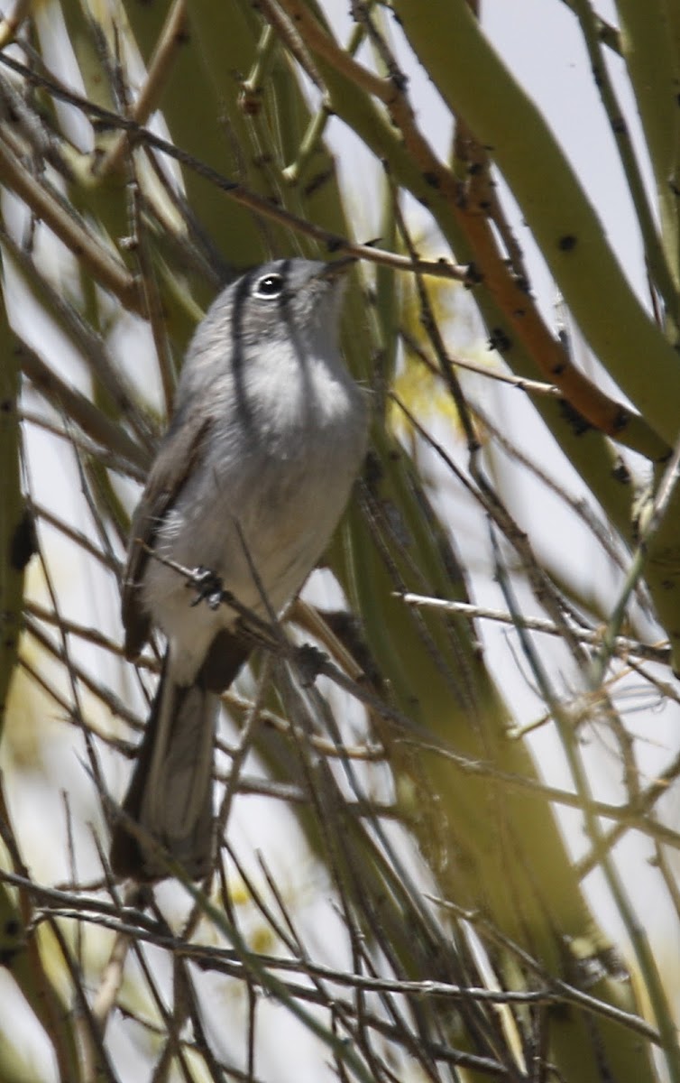 Black-tailed Gnatcatcher