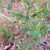 Coastal plain Palafox