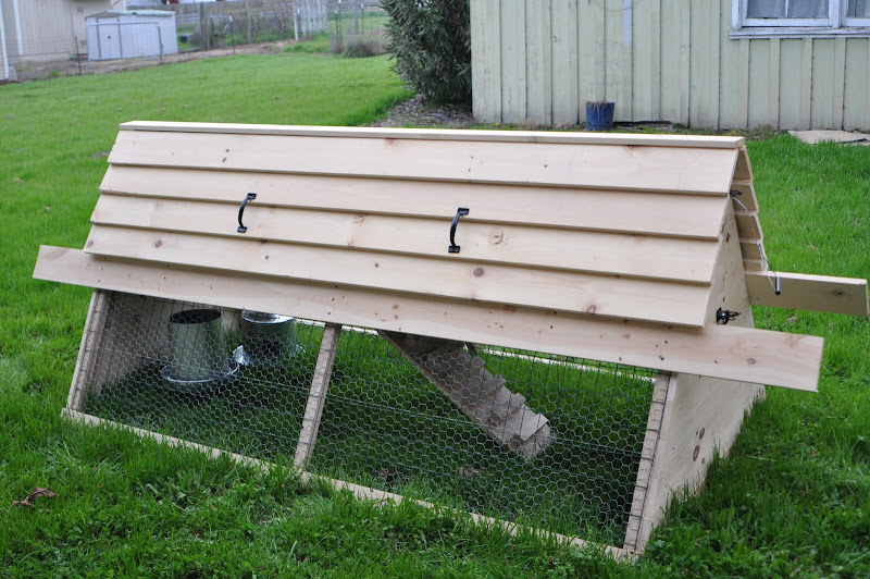  Our Chickens