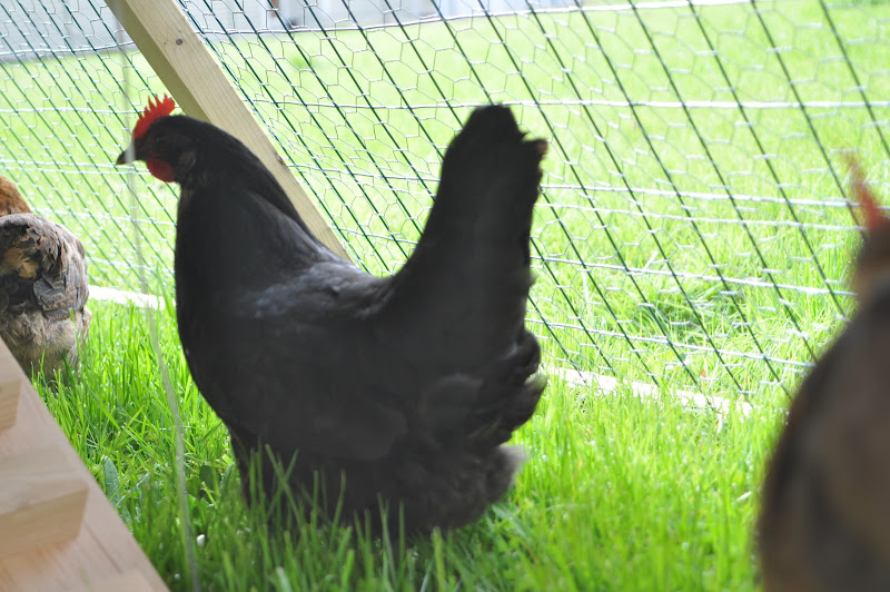  Our Chickens