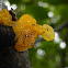 Jelly Fungus