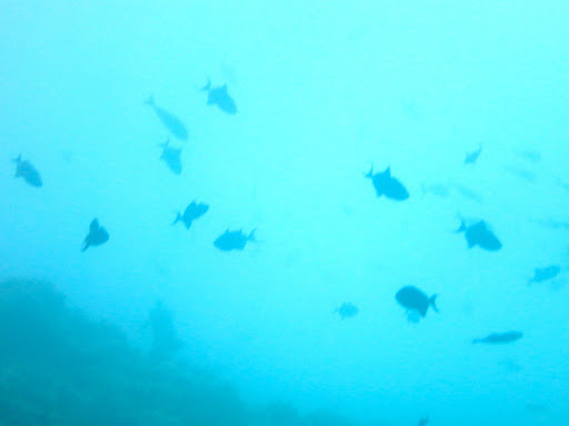 Underwater in The Maldives 2014