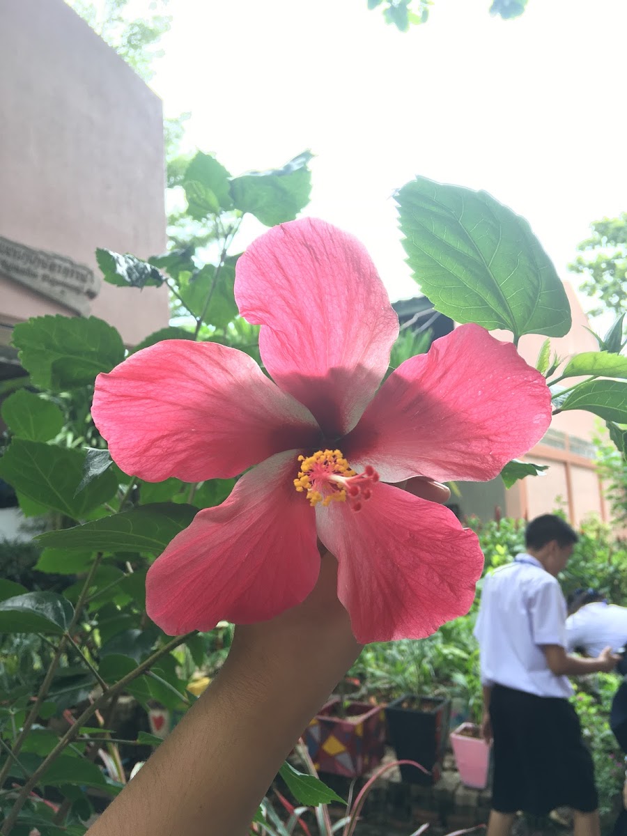 Hibiscus