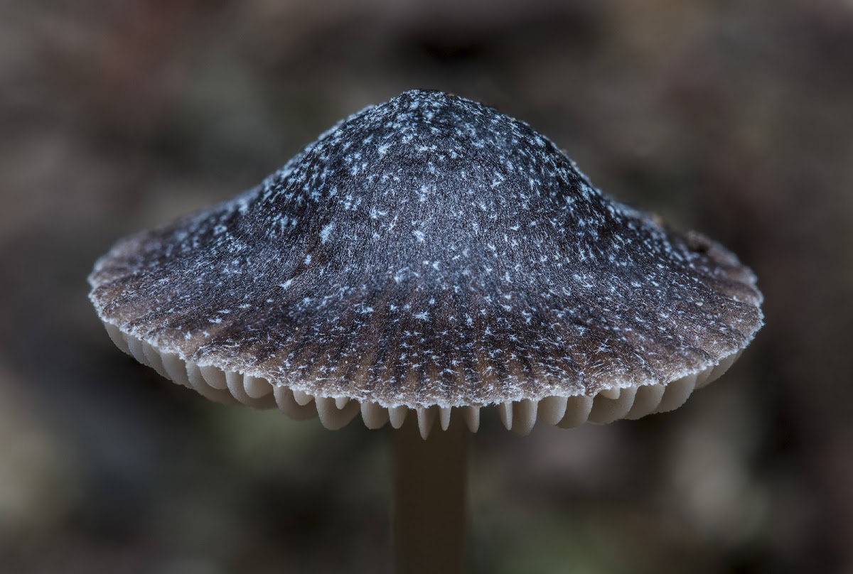 Mycena Nargan