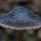 Mycena Nargan