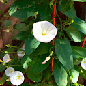 Field Bindweed