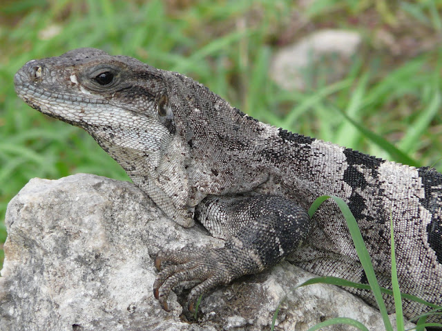 RIVIERA MAYA; Guía práctica para no perderse ningún detalle - Blogs de Mexico - DIA 2: CHICHEN ITZA, CENOTES, POBLADO MAYA, Ek BALAM (20)