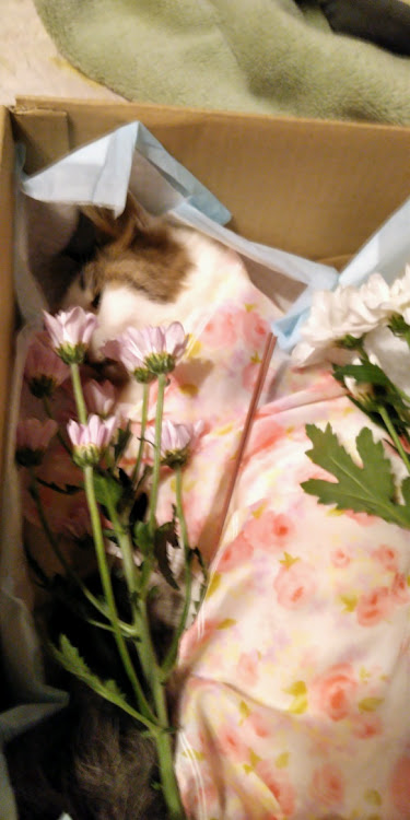 猫又虎次郎さんが投稿した多頭飼いの生活！(ФωФ)・頑張れ、ドンちゃん(ФωФ)・竹ちゃん、白雪、いろは、永いこと闘病生活お疲れ様でした。に関するカスタム事例の投稿画像1枚目
