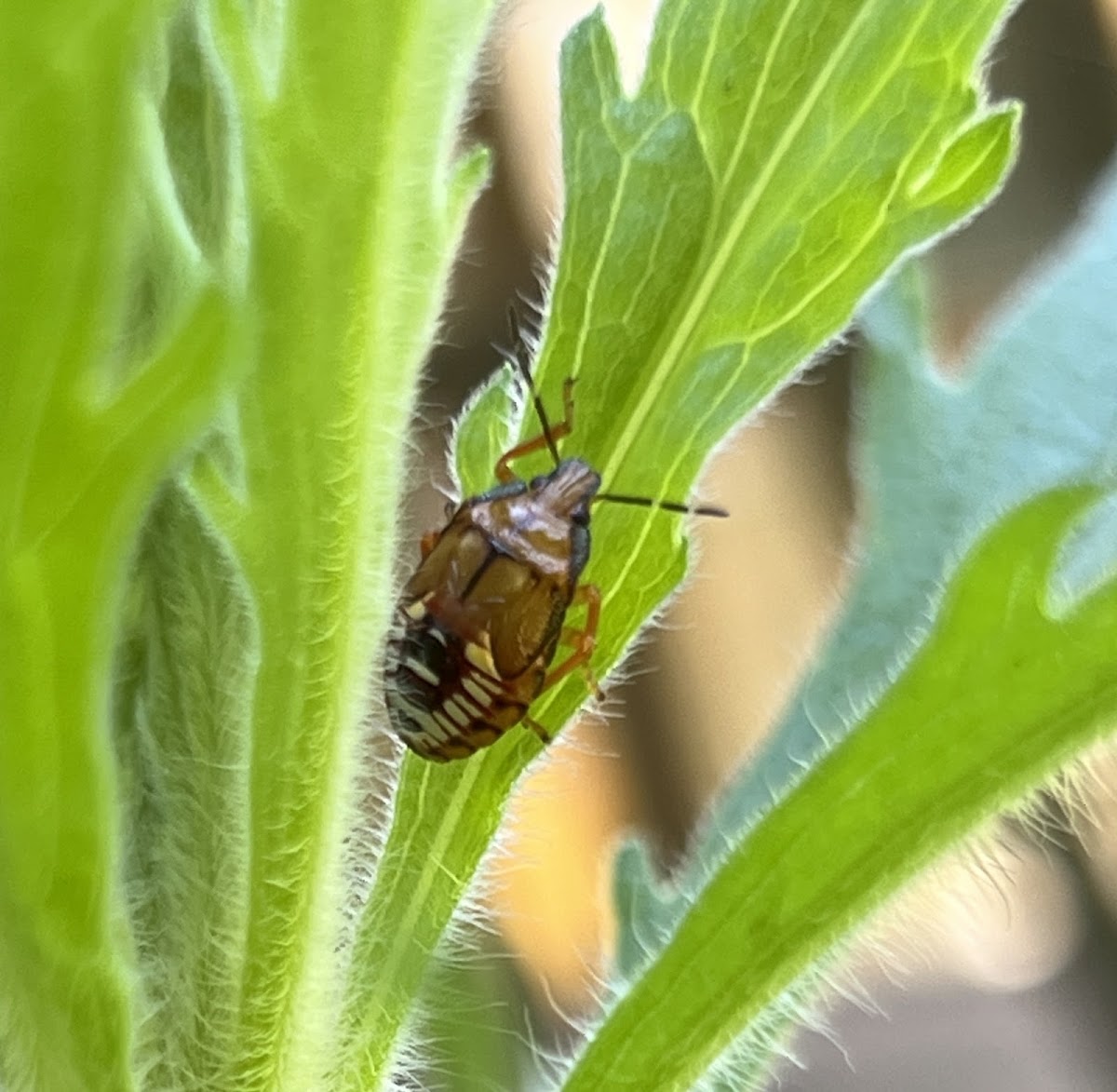 Spined Soldier Bug Nymph